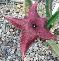 Stapelia 5 jardin
